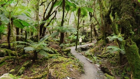 Girl walking through forest Stock Footage 260367634