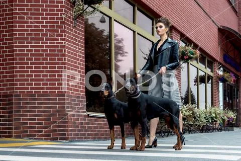 A girl walks along the street in the city along the building with two Doberma Stock Photos