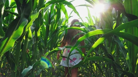 A girl walks between rows of cornfield Stock Footage 77183532
