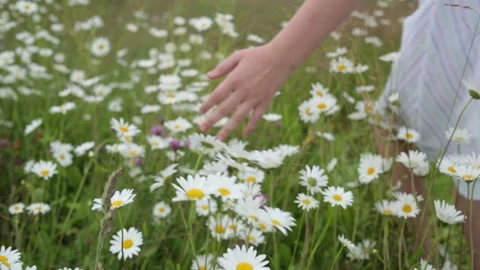 A girl walks on a summer field.A Woman Touches Flowers With Her Hands Stock Footage