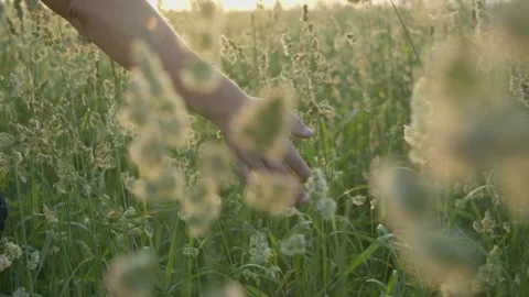 The girl walks through the meadow in thick high grass Stock Footage