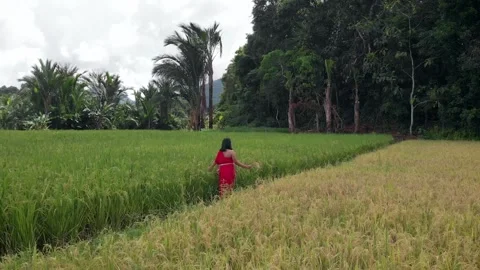 A girl walks through the rice fields Stock Footage 157478741
