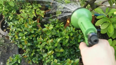 Girl watering vegetables on terrace Stock Footage