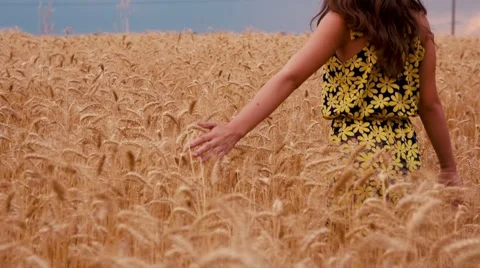 Girl is in Wheat Stock Footage 52847691