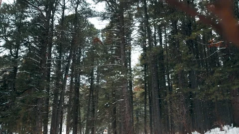 Girl with a white hat in the forest with a backpack and hiking sticks in winter Stock Footage 144692863