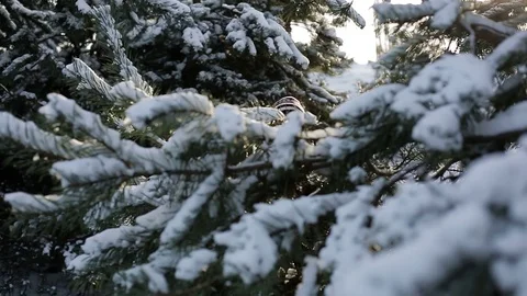 Girl in winter forest posing on camera Stock Footage 70467881