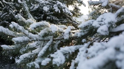 Girl in winter forest posing on camera Stock Footage 70471821