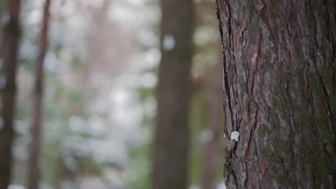 Girl in winter forest posing on camera Stock Footage 70474637