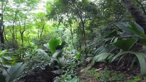 Girl Zip lining Through Lush Tropical Jungle in Seychelles 001 Stock Footage 340043930