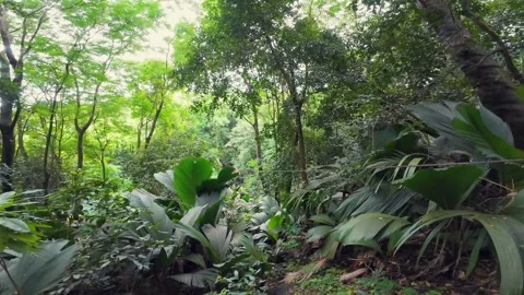 Girl Zip lining Through Lush Tropical Jungle in Seychelles 002 Stock Footage 340044368