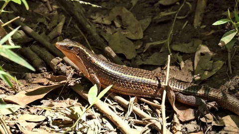 Girled Lizard Madagascar 2 Video stock 103167734