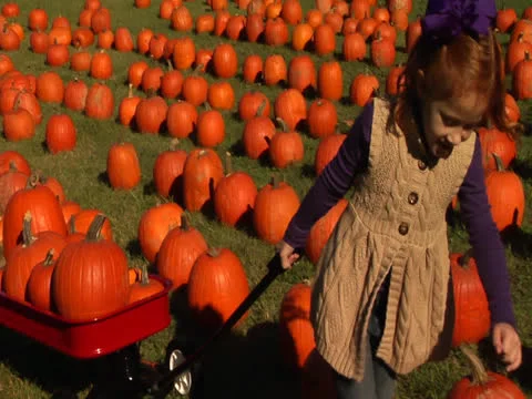 A girlfriend in the patch field wagons the pumpkin with one hand Stock Footage 22870190