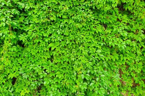 Girlish grape texture wall background. Green fence of parthenocissus henryana Stock Photos