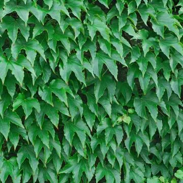 Girlish Grapes Pattern Stock Photos