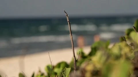 Girls on beach Stock Footage 40976243