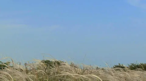Girls dancing on the field Stock Footage 4058091