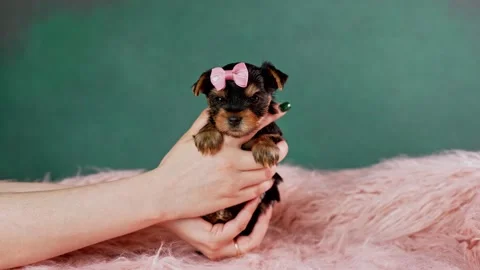 A Girl's Hand Holding a cute Yorkshire Stock Video Pond5