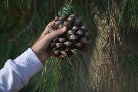 Girl's hand holding a pinecone from a pine branch Stock Photos