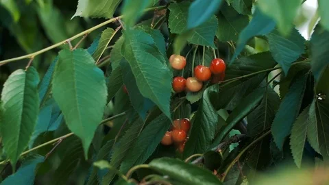 Girl's hand picking cherry from tree Stock Footage 82950630