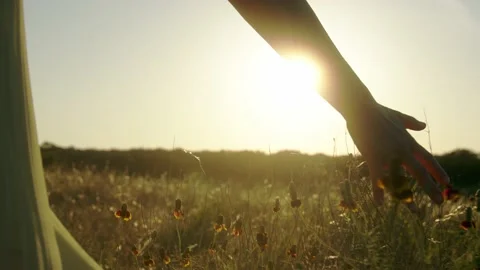 Girl's hand stroking spikelets at sunset slow motion Video stock 221698633
