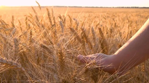 Girl's hand touching golden ears of wheat at sunset Stock Footage