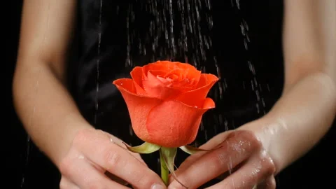 Girl's hands holding wet ruby-red rose under rain Stock Footage 102392816