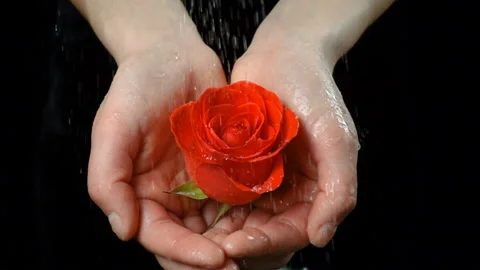 Girl's palms holding wet ruby-red rose under rain Stock Footage 102393915