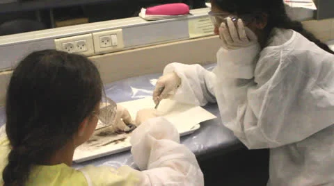 Girls in science lesson Stock Footage 25455704