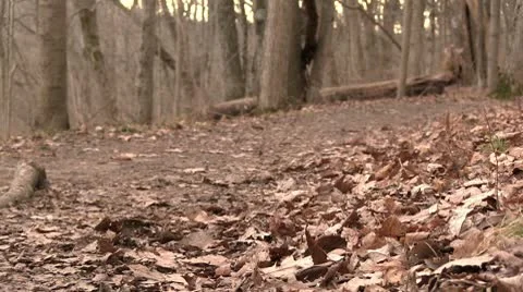 Girls walking down path in woods during fall 스톡 동영상 10604211