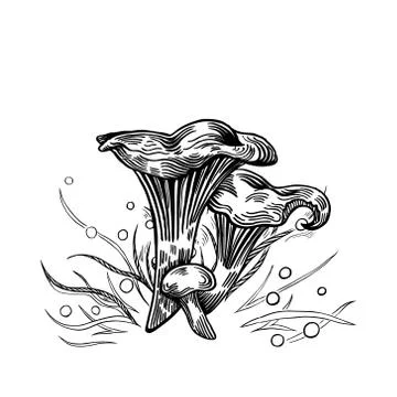 Girolle mushroom Stock Illustration