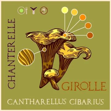 Girolle mushroom Stock Illustration