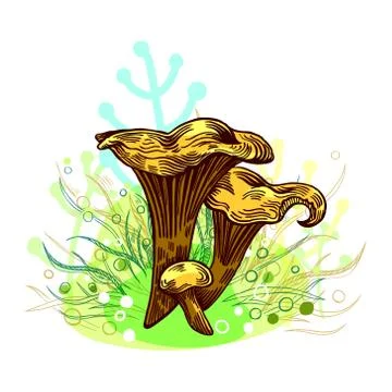Girolle mushroom Stock Illustration