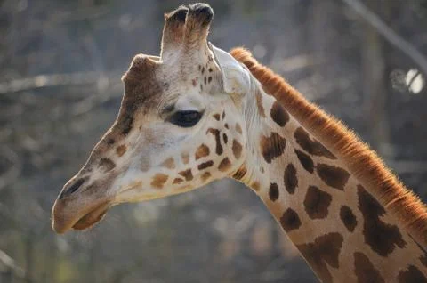 Girrafe head from side looking left Stock Photos