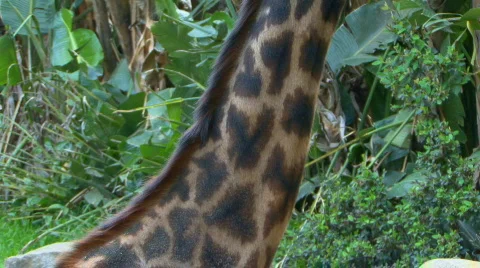 Girraffe 002 Stock Footage 698468