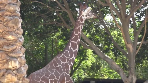 Girraffe walking Stock Footage 82417024