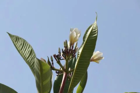 Give it time it will grow 스톡 사진