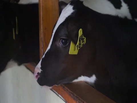 Give milk activities to calves Stock Footage 123760466
