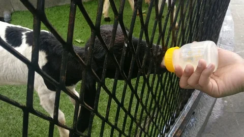 Give Milk To A Lamb Stock Footage 125191486