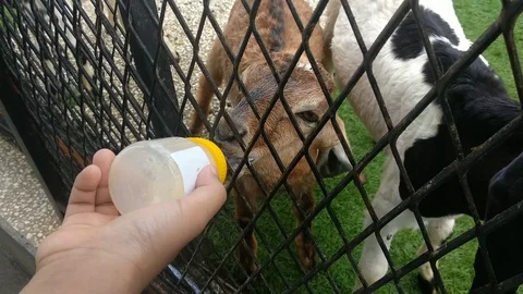 Give Milk To A Lamb Stock Footage 125191749