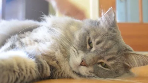 Giving affection to adorable cat Stock Footage 75800746