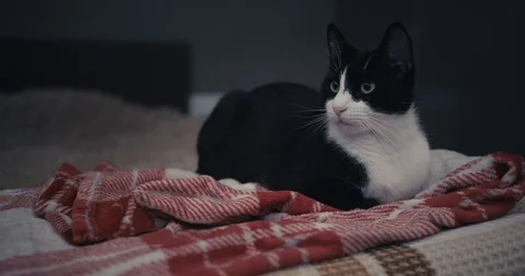 Giving a book to a cat. Stock Footage 100325678
