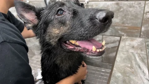 Giving a German shepherd a bath Stock-Footage 228761349