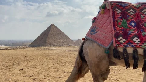 Giza Camel in front of pyramid Stock Footage 304856149
