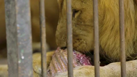 The Giza Zoo Stock-Footage 255305189