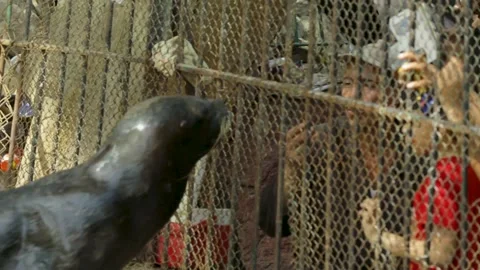 The Giza Zoo Stock-Footage 255305239