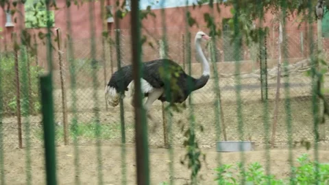 The Giza Zoo Stock-Footage 255305256