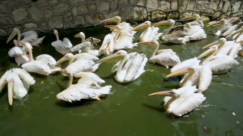 The Giza Zoo Stock-Footage 255305510