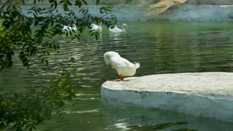 The Giza Zoo Stock-Footage 255305647