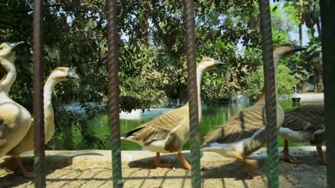 The Giza Zoo Stock-Footage 255305653