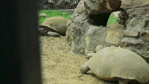 The Giza Zoo Stock Footage 255305678